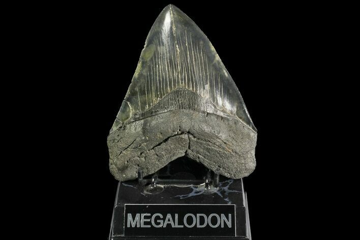 Serrated, Fossil Megalodon Tooth - Colorful Enamel #138989